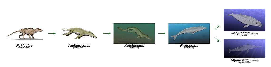 Protocetus selon une hypothèse portant sur son rôle dans l'évolution des cétacés.