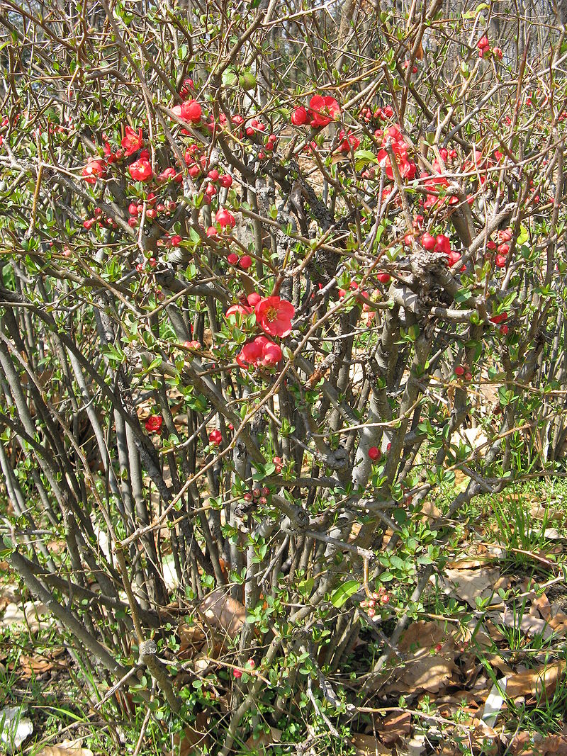 Chaenomeles lagenaria3.jpg