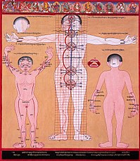 A Tibetan illustration of the subtle body showing the central channel and two side channels as well as five chakras. Chakras and energy channels 2 (3749594497).jpg