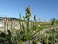 Chamorchis alpina Austria - Allgäuer Alpen