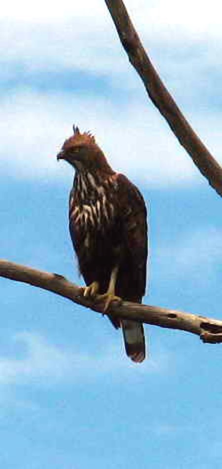 Changeable Hawk Eagle 3.jpg