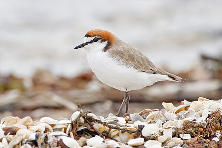 Red-capped plover in breeding plumage, male, by JJ Harrison