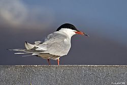 Charrán Común (Sterna hirundo hirundo) (7032870869).jpg