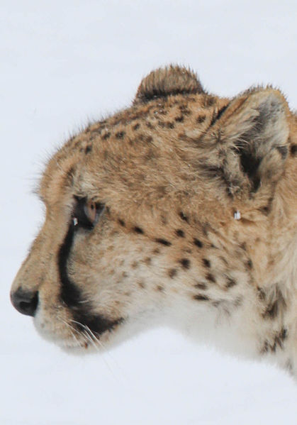 File:Cheetah in the Snow.jpg