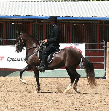 Paso Fino