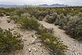 Chihuahuan Desert Nature Park - Flickr - aspidoscelis (2).jpg