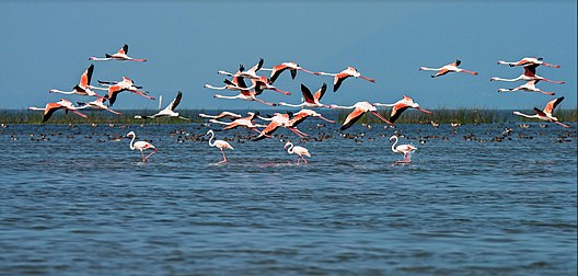 Migratory birds at Chilika lake