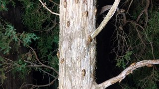 File:Cicada Nymphs Climbing Up A Cedar Tree 2021-05-25.webm