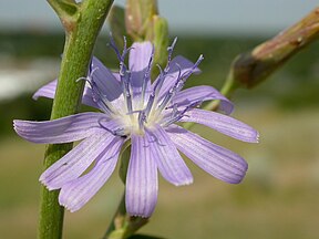 Cichorium intybus