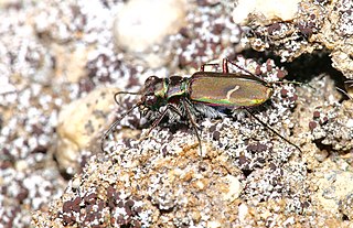 <i>Cicindela purpurea</i> Species of beetle