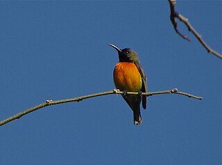 <span class="mw-page-title-main">Flame-breasted sunbird</span> Species of bird