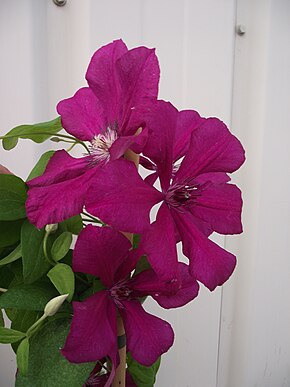 Bildbeschreibung Clematis 'Kardynal Wyszyński.jpg.