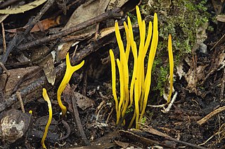 <i>Clavulinopsis amoena</i> Species of fungus