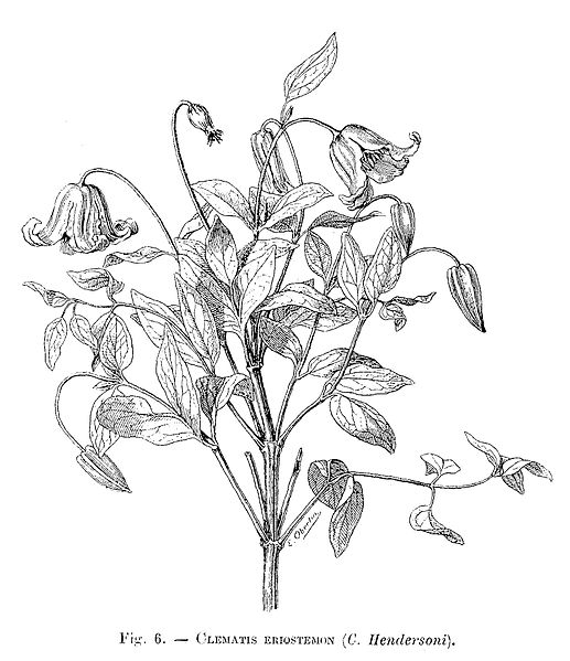 File:Clematis eriostemon (dessin).jpg