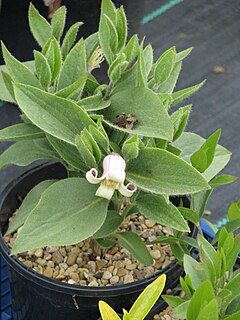 <i>Clematis fremontii</i> species of plant