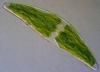 Closterium moniliferum