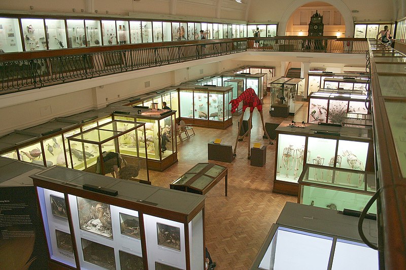 File:Cmglee Horniman natural history gallery giraffe.jpg