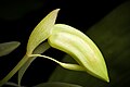 Coelogyne assamica