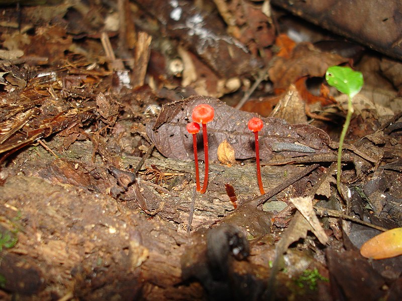 File:Cogumelos vermelhos.jpg