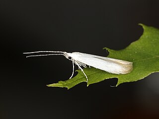 <i>Coleophora leucochrysella</i> Species of moth