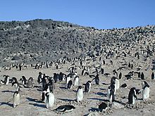 Une partie de la colonie de manchots Adélie du cap Royds.