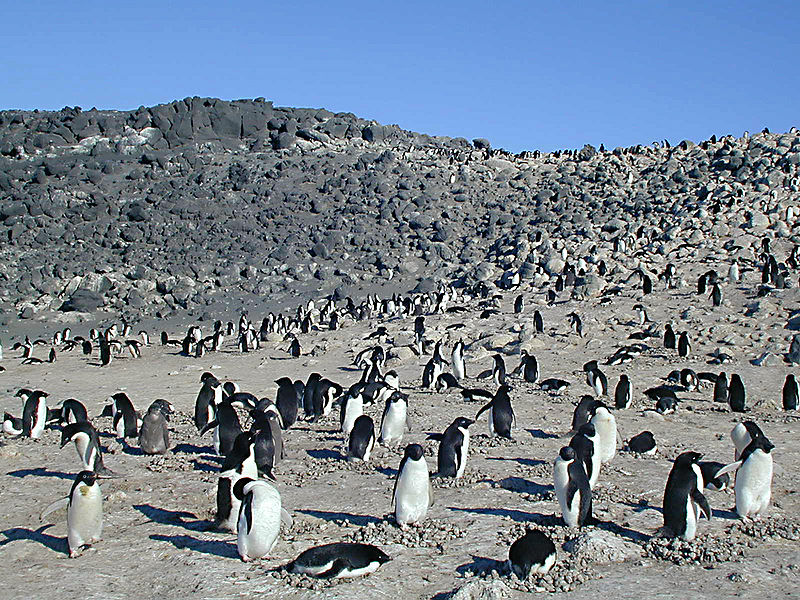 File:Colony of Adelie Penguin at Cape Royds.jpg  