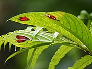 Columnea consanguinea