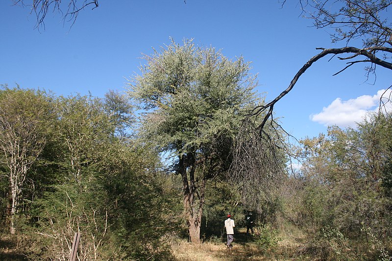 File:Combretum imberbe, habitus, Skrikfontein, a.jpg