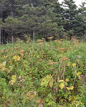 Common Cowparsnip (Heracleum maximum)