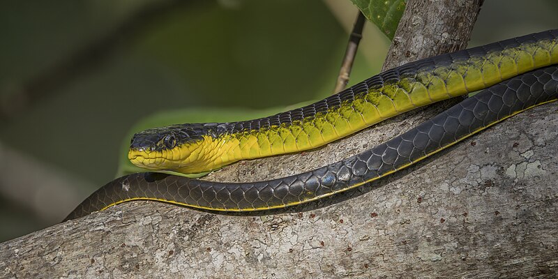 File:Common tree snake (Dendrelaphis punctulatus) Daintree 3.jpg