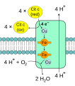 Complex IV in the ETC (diagram)
