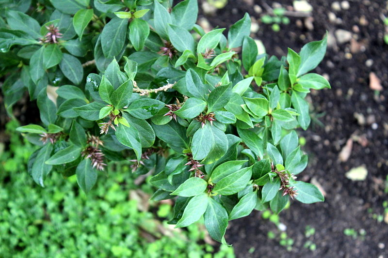 File:Conservatoire botanique national de Brest-Achyanthes arborescens-15 07 04 CP-01 (20032334208).jpg