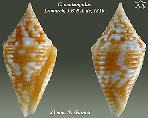 Popis obrázku Conus acutangulus 1.jpg.