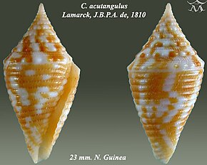 Описание изображения Conus acutangulus 1.jpg.