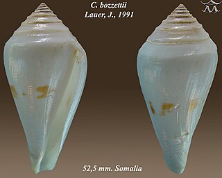 <i>Conasprella bozzettii</i> species of mollusc