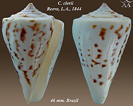 Conus clerii