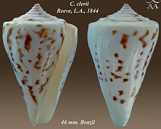 <i>Conus clerii</i>