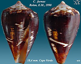 Conus furnae