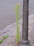 Vorschaubild für Kanadisches Berufkraut