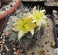 Copiapoa montana