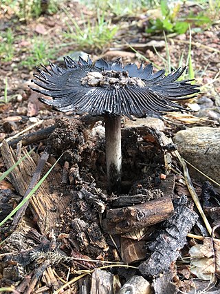 <i>Coprinus calyptratus</i> Species of fungi