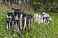 Coprinus comatus