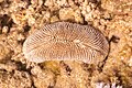 * Nomination Common mushroom coral (Fungia fungites), Ras Muhammad National Park, Egypt --Poco a poco 15:42, 25 July 2022 (UTC) * Promotion Good quality. --Snowmanstudios 19:04, 25 July 2022 (UTC)
