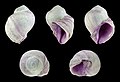* Nomination Shell of a Violet Coral Snail, Coralliophila violacea --Llez 06:23, 24 January 2020 (UTC) * Promotion Good quality.--Famberhorst 06:35, 24 January 2020 (UTC)