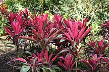 Cordyline at Wilson Botanical Garden.jpg