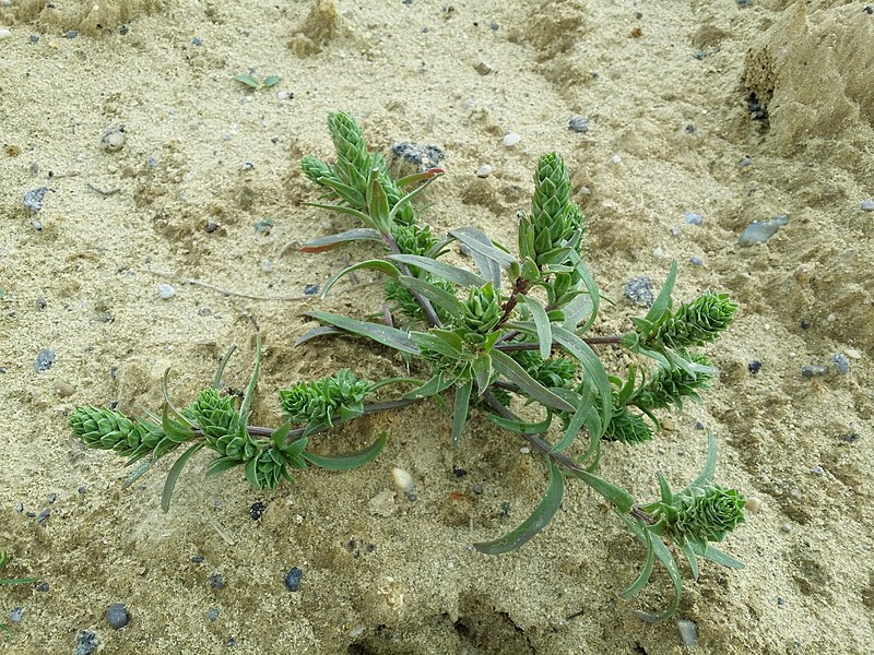 File:Corispermum pallasii sl25.jpg