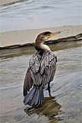 Un Cormorán en Agua Dulce