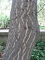 Cornus controversa trunk 01 by Line1.jpg