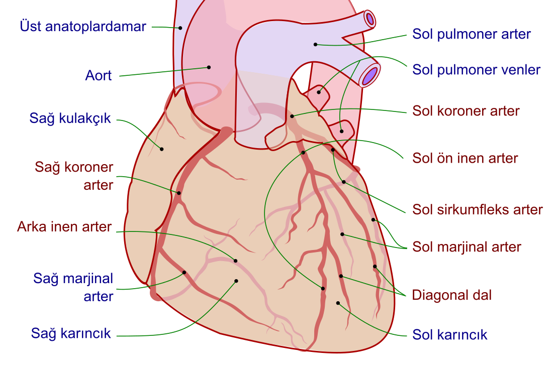 File:Coronary arteries-tr.svg