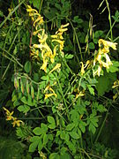 Corydalis raddeana